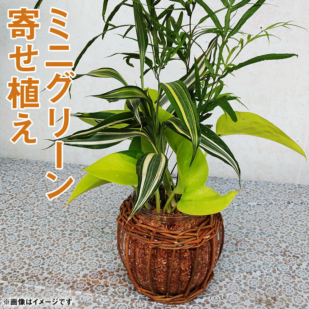 ミニグリーン寄せ植え bring green 観葉植物 植物 インテリア ガーデン 雑貨 エコ素材 贈物 プレゼント 送料無料