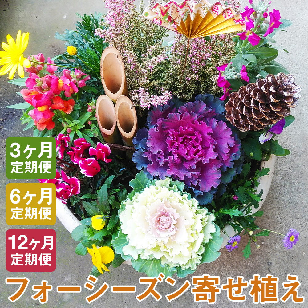 6位! 口コミ数「0件」評価「0」【定期便】フォーシーズン お花の寄せ植え 3ヶ月/6ヶ月/12ヶ月 定期便 花 鉢花 鉢植え 観葉植物 植物 インテリア ガーデン 雑貨 送･･･ 