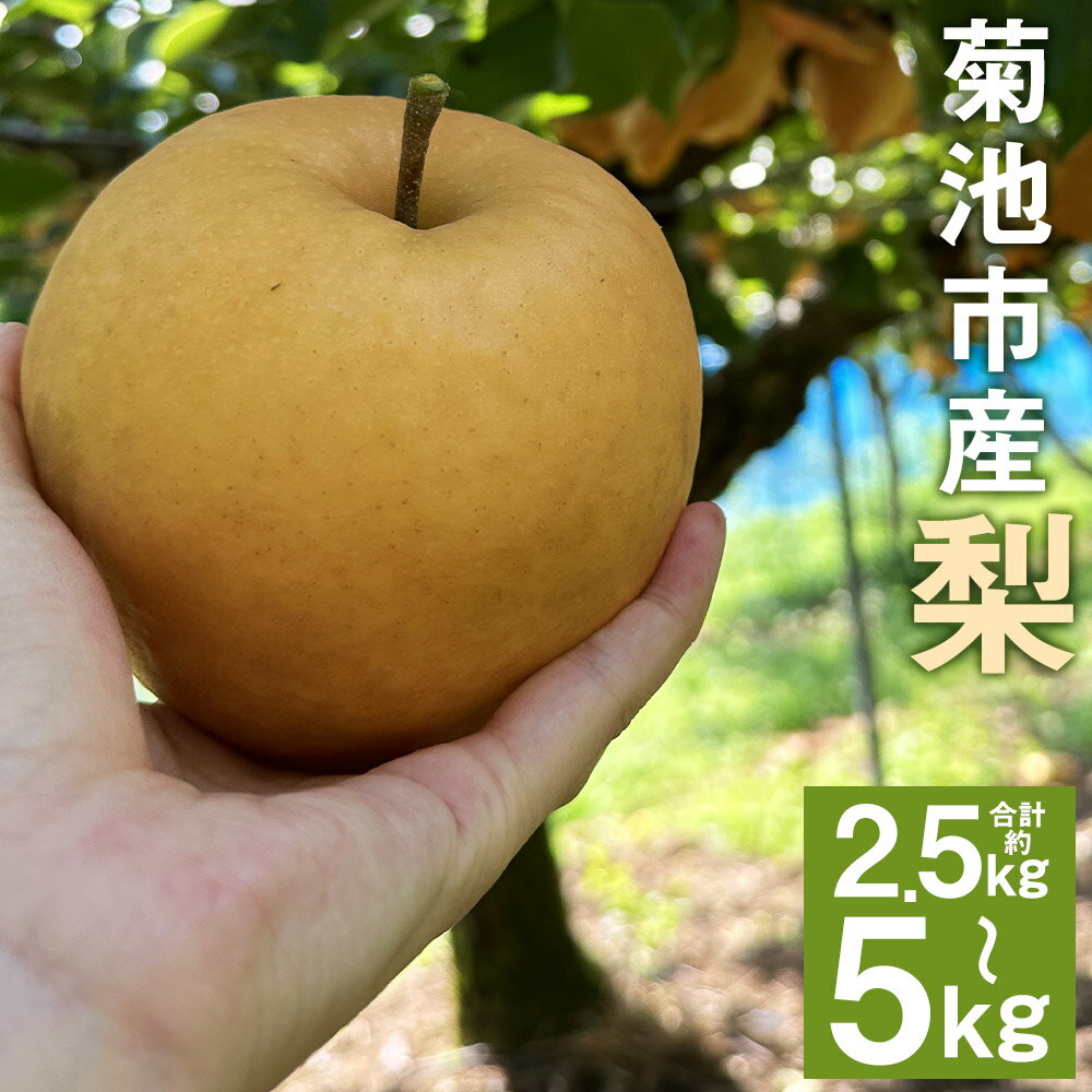 【ふるさと納税】菊池市産 旬の梨 約2.5kg/約5kg 選