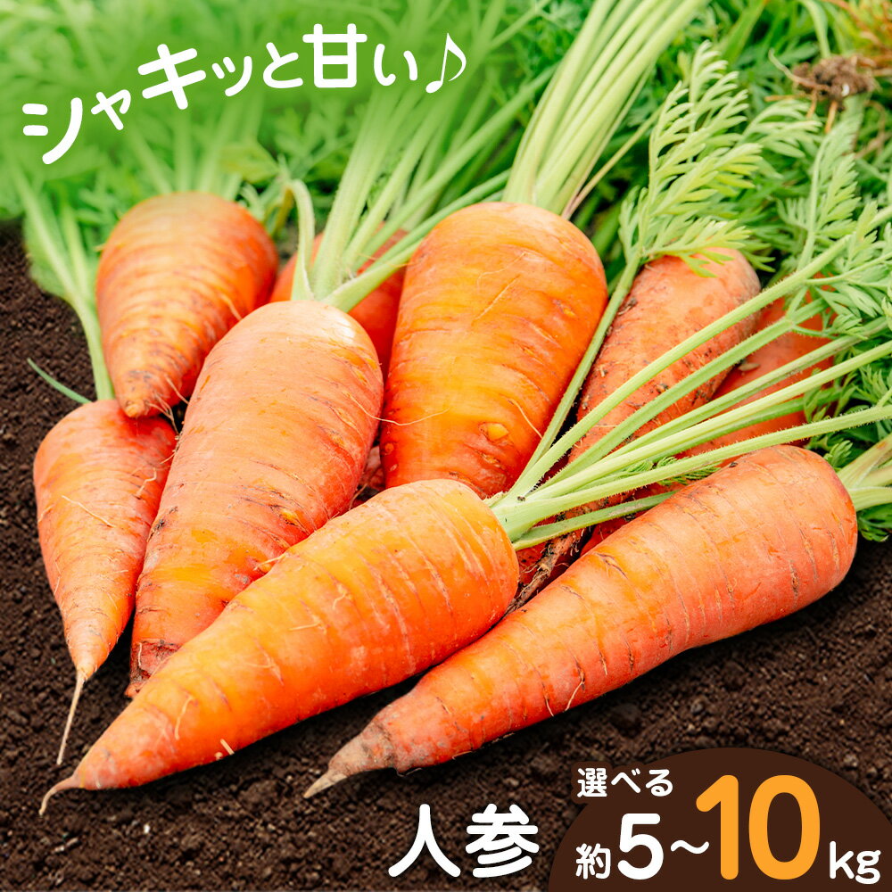 [先行予約]人参 選べる内容量 約5kg (17-33本) 約10kg (35-65本) 日本フルーツ株式会社[2026年4月上旬-6月上旬頃出荷]熊本県 菊池市 にんじん ニンジン 野菜 熊本県産