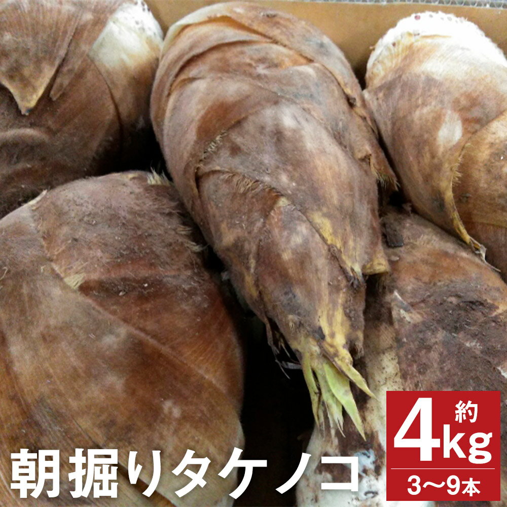 【ふるさと納税】朝掘りタケノコ 約4kg 3～9本 たけのこ 筍 野菜 菊池市産 熊本県産 九州産 送料無料【2024年4月上旬～4月下旬に順次発送予定】