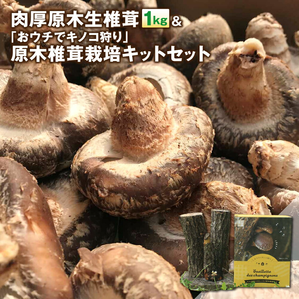 【ふるさと納税】 肉厚原木生椎茸 1kg ＆「おウチでキノコ狩り」原木椎茸栽培キットセット 椎茸 きのこ 栽培 園芸 食育 送料無料