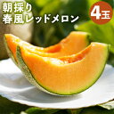 【ふるさと納税】つるたファームの朝採り春風レッドメロン 4玉 1玉1.2kg前後 フルーツ 果物 メロン 菊池市 熊本県産 九州産 送料無料【2026年5月上旬~5月下旬に順次発送予定】