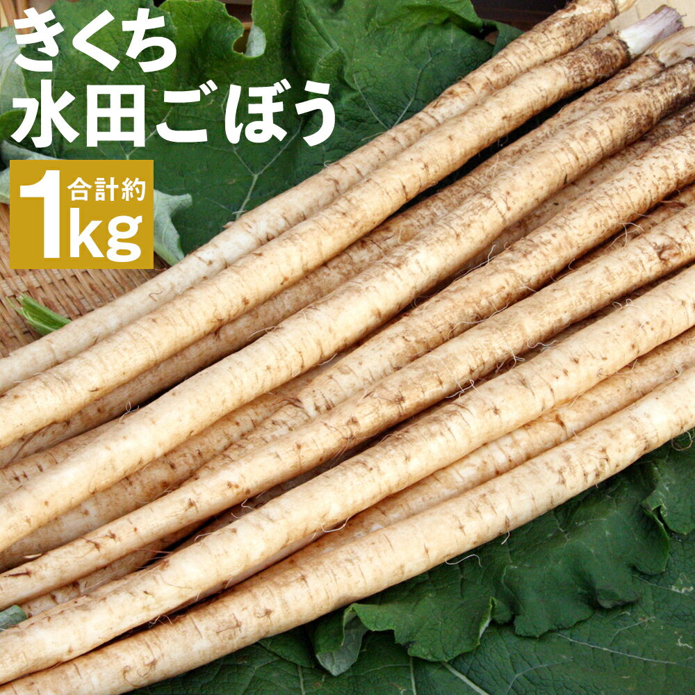 きくち水田ごぼう 合計約1kg 2〜3本(約200g)×5袋 下処理不要 牛蒡 ごぼう 野菜 根菜 菊池市産 熊本県産 国産 送料無料[2024年4月上旬〜5月下旬に順次発送予定]