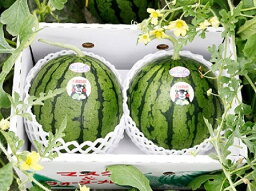 【ふるさと納税】小玉スイカ 約2kg〜2.4kg×3玉【養生市場】 果物 フルーツ スイカ 西瓜 九州産 熊本県産 送料無料【2026年4月中旬頃より順次発送予定】【先行予約】