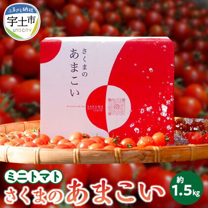 ミニトマト 約1.5kg さくまのあまこい 熊本県産 トマト 味わい 野菜 プチトマト サラダ 生野菜 豊富な地下水 にがり農法 ミネラル サクマアグリセンター 常温 送料無料【熊本県宇土市】