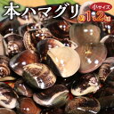 【ふるさと納税】KKN水産 天然!! 有明海産の本ハマグリ (小サイズ 約1.2kg)【熊本県宇土市】