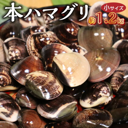 KKN水産 天然！！ 有明海産の本ハマグリ （小サイズ 約1.2kg）【熊本県宇土市】