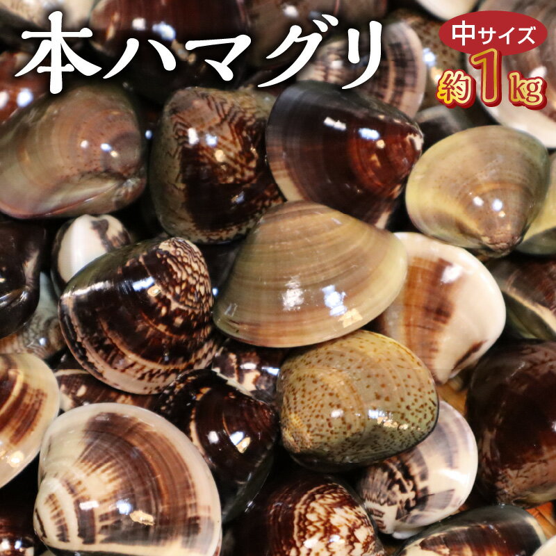 KKN水産 天然!! 有明海産の本ハマグリ (中サイズ 約1kg)[熊本県宇土市]