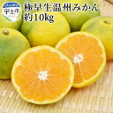 【ふるさと納税】進栄 極早生温州みかん 約10kg【熊本県宇土市】