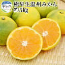 【ふるさと納税】進栄 極早生温州みかん 約5kg【熊本県宇土市】