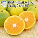 【ふるさと納税】進栄 家庭用 極早生温州みかん 約 5kg みかん 国産 柑橘 果物 果実 ビタミン 旬 フルーツ デザート ジューシー 食品 常温 九州 お取り寄せ お取り寄せフルーツ 送料無料【熊本県宇土市】
