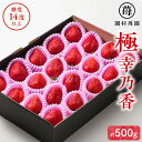 【ふるさと納税】苺 極幸乃香 さちのか 約 500g 糖度14度以上保証 ブランド 九州 熊本県産 甘味 酸味 旨味 コク ビタミンC 冷蔵 贈り物 ギフト 熨...