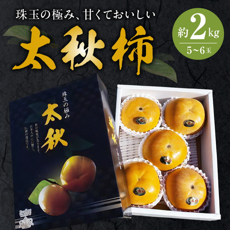 柿 贈答用 太秋柿 約 2kg 5玉 〜 6玉 宇土市産 国産 ジューシー サクサク 食感 甘い 美味しい こだわり 上品 えのしまファーム 果物 フルーツ ギフト 贈答 贈り物 プレゼント お取り寄せ 送料無料[熊本県宇土市]