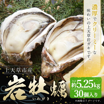 【ふるさと納税】岩牡蠣 30個 合計約5.25kg 1個あたり150g〜200g 牡蠣 カキ かき 殻付き 加熱用 魚介類 魚貝類 貝類 海産物 冷蔵 天草産 九州産 国産 送料無料