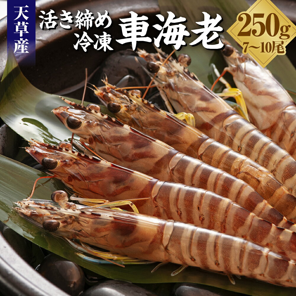 活き締め 冷凍 車海老 250g 7～10尾 えび くるまえび 魚介 魚貝 海老 九州 熊本県 上天草市 送料無料 【2024年12月下旬から発送予定】