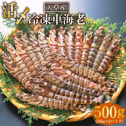 【ふるさと納税】【2023年12月上旬発送開始】天草産 活〆 冷凍 車海老 500g 特大 250g×2パック 12～14尾 車エビ 海老 エビ えび 海の幸 海鮮 刺身 九州 国産 魚介 魚介類 真空パック 上天草市 送料無料