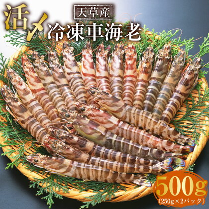 【2023年12月上旬発送開始】天草産 活〆 冷凍 車海老 500g 特大 250g×2パック 12～14尾 車エビ 海老 エビ えび 海の幸 海鮮 刺身 九州 国産 魚介 魚介類 真空パック 上天草市 送料無料