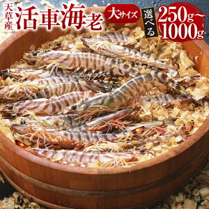 【ふるさと納税】【発送期間2025年11月25日から2026年3月31日】【配送指定日必須】大サイズ 天草産 活車海老 250g~1000g 6~28尾 選べる 車海老 車エビ 海老 エビ えび 魚介 魚介類 活き海老 常温 九州産 九州 国産 上天草市 海の幸 海鮮 送料無料