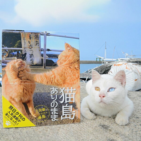 猫 写真集 みんな探してる人気モノ 猫 写真集 本 雑誌 コミック 猫 写真集 みんな探してる人気モノ 猫 写真集 本 雑誌 コミック