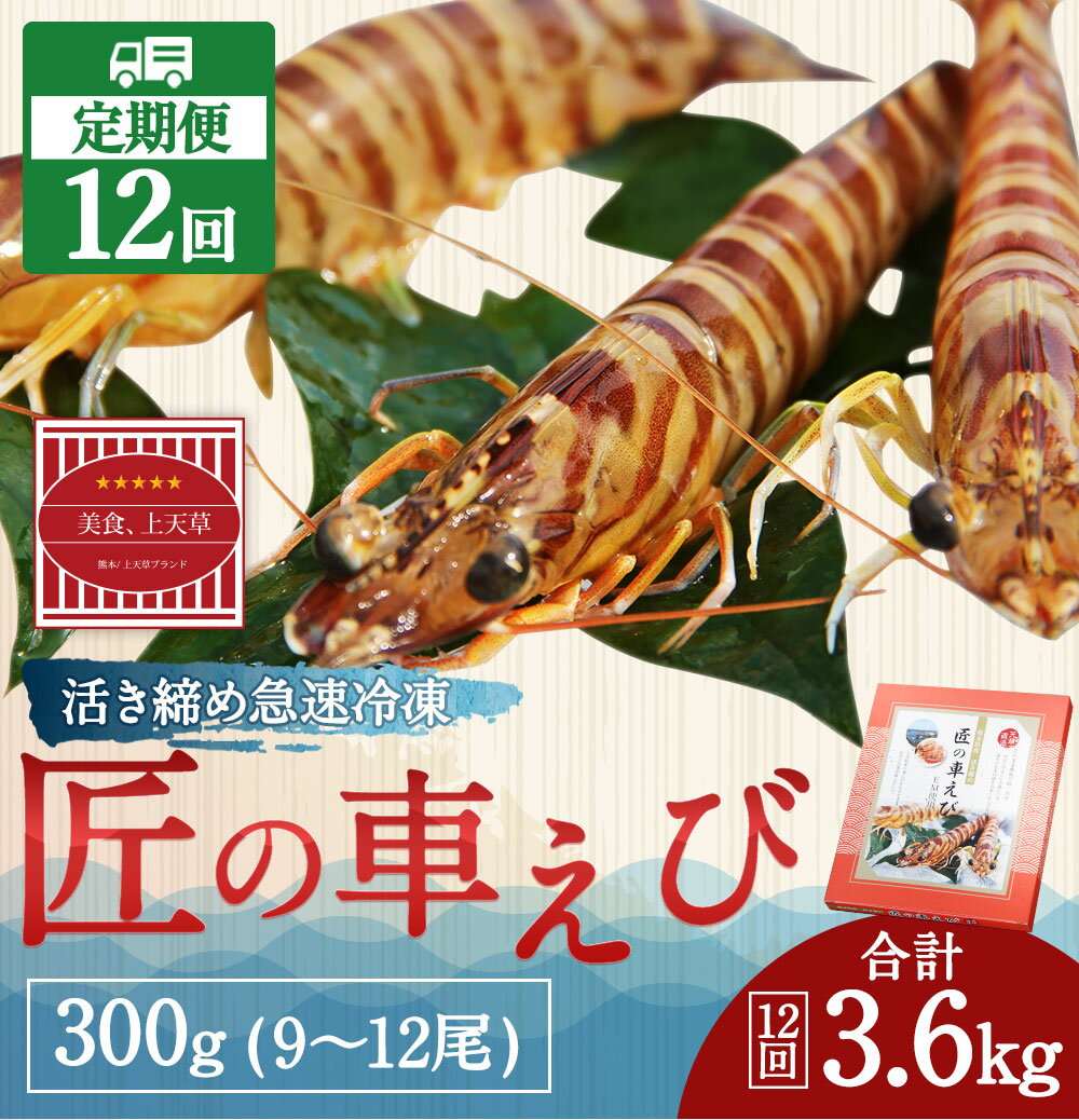 【ふるさと納税】【定期便12回】匠の車えび 活き締め急速冷凍 300g 9尾〜12尾 合計3.6kg くるまえび 海老 海鮮 国産 九州産 熊本県産 冷凍 ギフト 化粧箱入り 車海老 送料無料