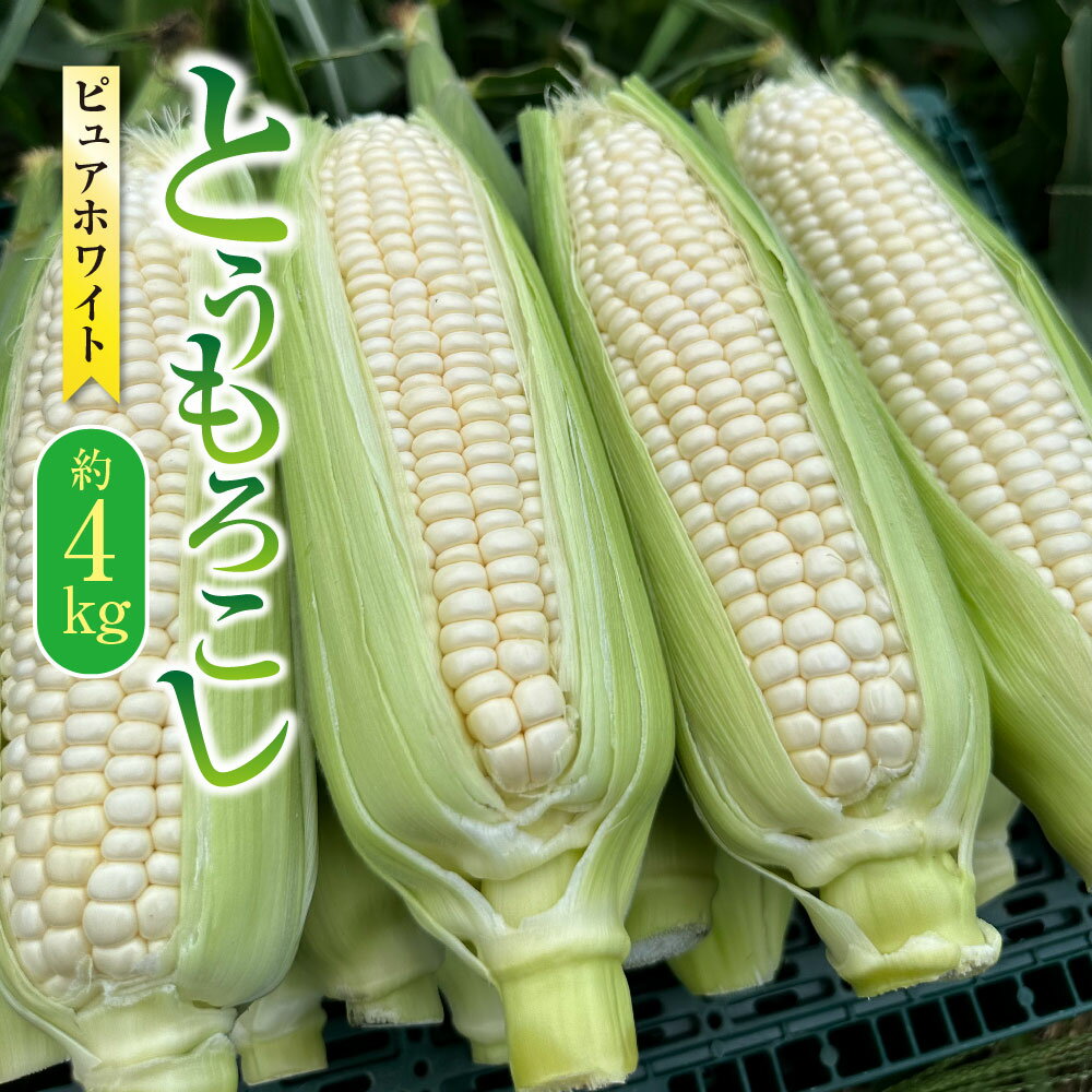 【ふるさと納税】【先行受付】とうもろこし ピュアホワイト 約4kg(11~16本) 野菜 やさい 熊本県 上天草市 送料無料 【2025年6月上旬から6月下旬発送予定】