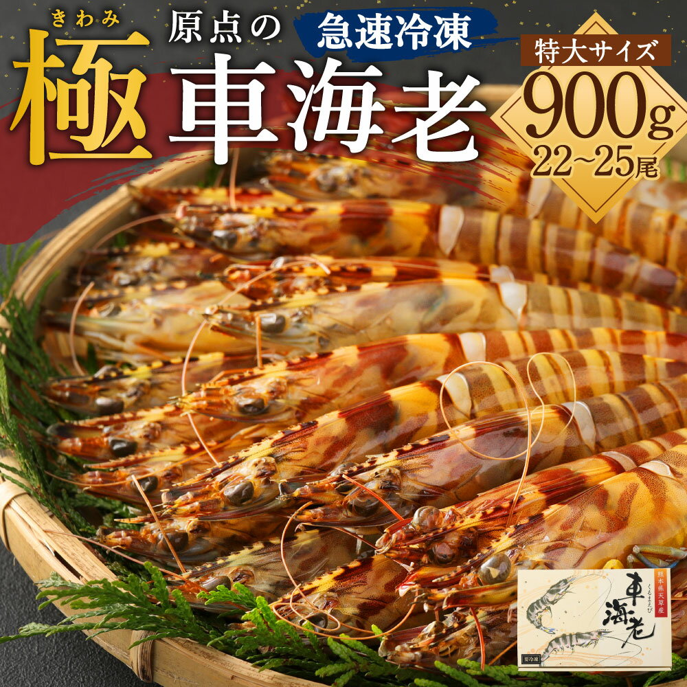 【ふるさと納税】「極」 原点の車海老 急速冷凍 900g 22〜25尾 特大サイズ くるまえび 海老 えび 車海老 海鮮 国産 九州産 熊本県産 冷凍 送料無料