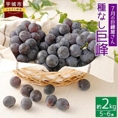 楽天ふるさと納税　【ふるさと納税】7月の巨峰屋さん 種なし巨峰 2kg 松川果樹園 種無し巨峰 種なし たねなし 巨峰 きょほう ぶどう 葡萄 ブドウ フルーツ 果物 熊本県 宇城市産 冷蔵 送料無料 【7月上旬～8月上旬発送予定】