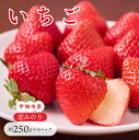 21位! 口コミ数「5件」評価「4.4」 先行予約 いちご「恋みのり」合計1,000g (約250g×4パック) 【2026年1月上旬〜4月発送予定】わたなべいちご園 こいみのり 苺 国産 九州産 熊本産 冷蔵 送料無料