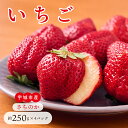 【ふるさと納税】 先行予約 いちご「さちのか」合計 約1,000g (約250g×4パック) 【2026年1月上旬~4月発送予定】 苺 国産 九州産 熊本産 宇城市産 冷蔵 わたなべいちご園