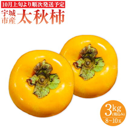 宇城市産 太秋柿 約3kg フレッシュダイレクト ※8玉～10玉入り ※箱、風袋込の重量 柿 カキ かき たいしゅうがき 大秋柿 くだもの 果物 フルーツ 冷蔵 熊本県産 国産 送料無料 【10月上旬～11月上旬発送予定】