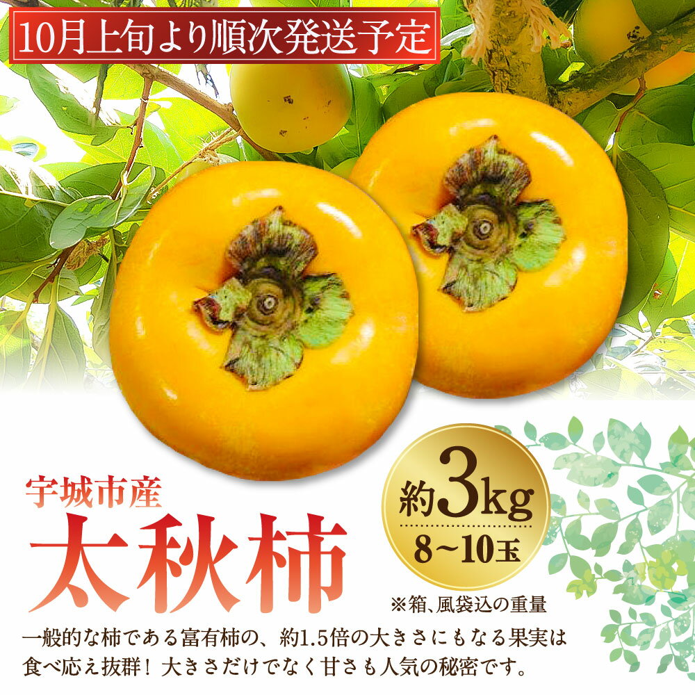 【ふるさと納税】宇城市産 太秋柿 約3kg フレッシュダイレクト ※8玉～10玉入り ※箱、風袋込の重量 柿 カキ かき たいしゅうがき 大秋柿 くだもの 果物 フルーツ 冷蔵 熊本県産 国産 送料無料 【10月上旬～11月上旬発送予定】