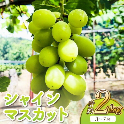 【ふるさと納税】先行予約 シャインマスカット 約2kg(3〜7房) マスカット 種なし ぶどう 葡萄 国産 九州 熊本県 宇城市 送料無料 【2025年6月下旬〜7月下旬発送予定】 【ふるさと納税】先行予約 シャインマスカット 約2kg(3〜7房) マスカット 種なし ぶどう 葡萄 国産 九州 熊本県 宇城市 送料無料 【2025年6月下旬〜7月下旬発送予定】