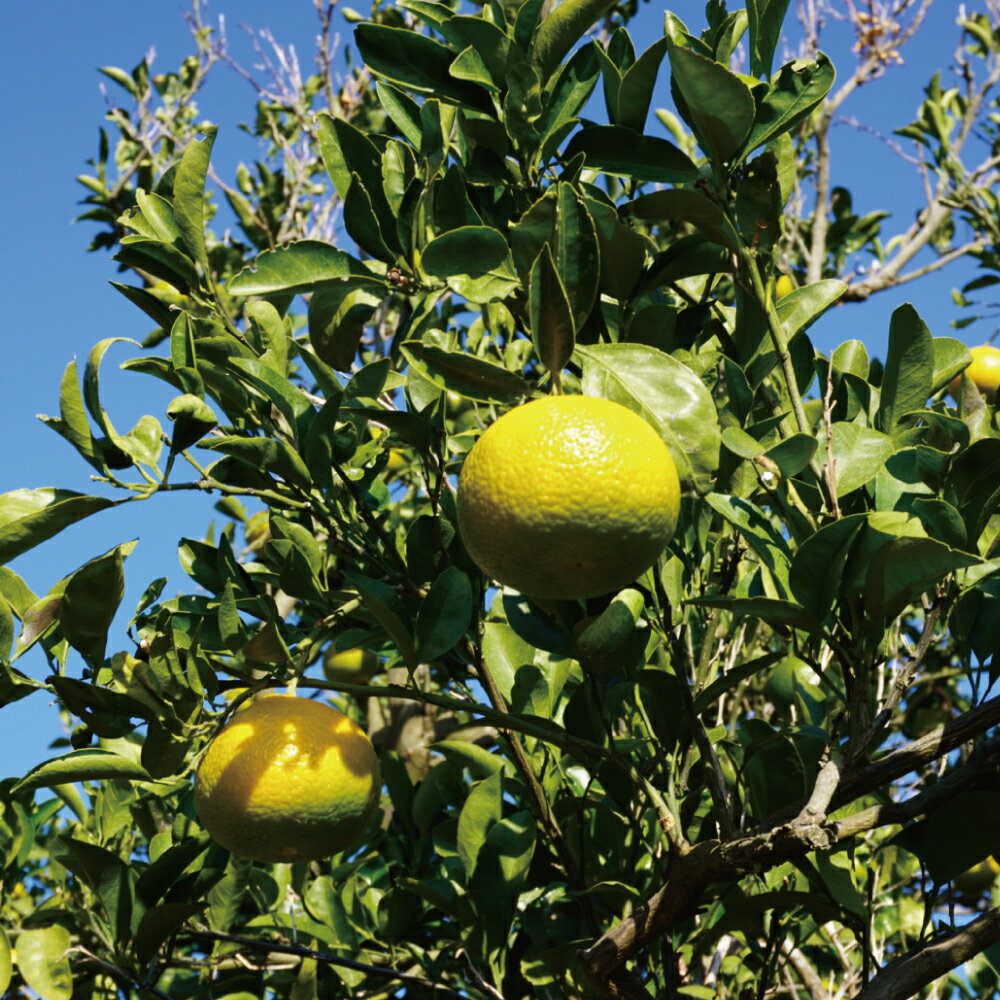 熊本県宇城市の画像2