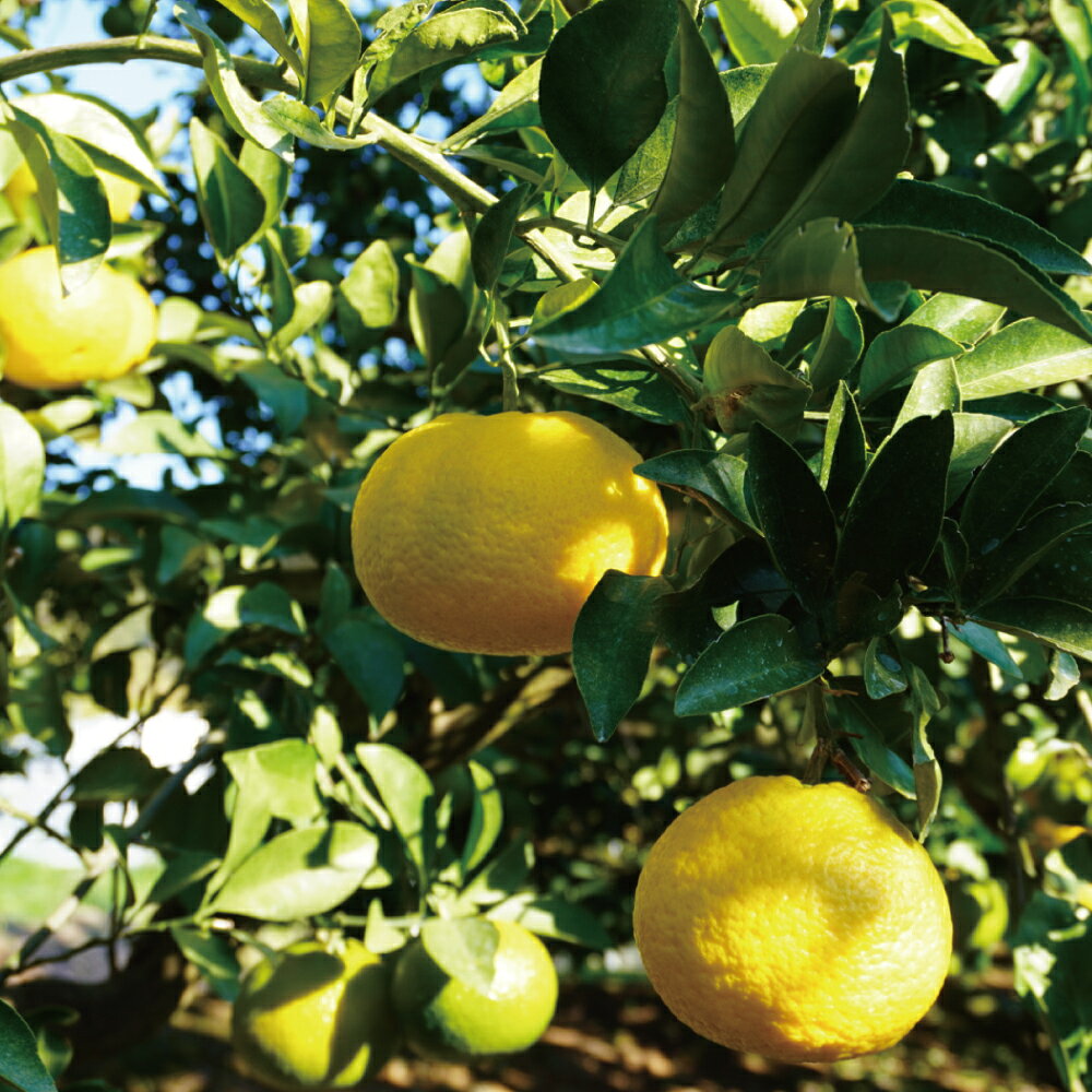 熊本県宇城市の画像3