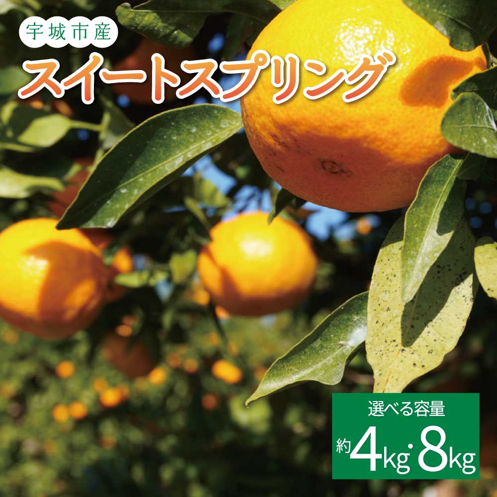 先行予約 スイートスプリング 選べる容量 約4kg (20玉前後) または 約8kg (40玉前後)[2025年12月上旬から2026年1月下旬頃発送予定]フルーツ 果物 くだもの 熊本県産 九州産 国産 送料無料 ひでみかん