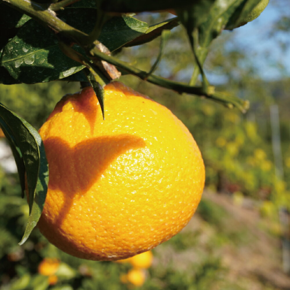 熊本県宇城市の画像2