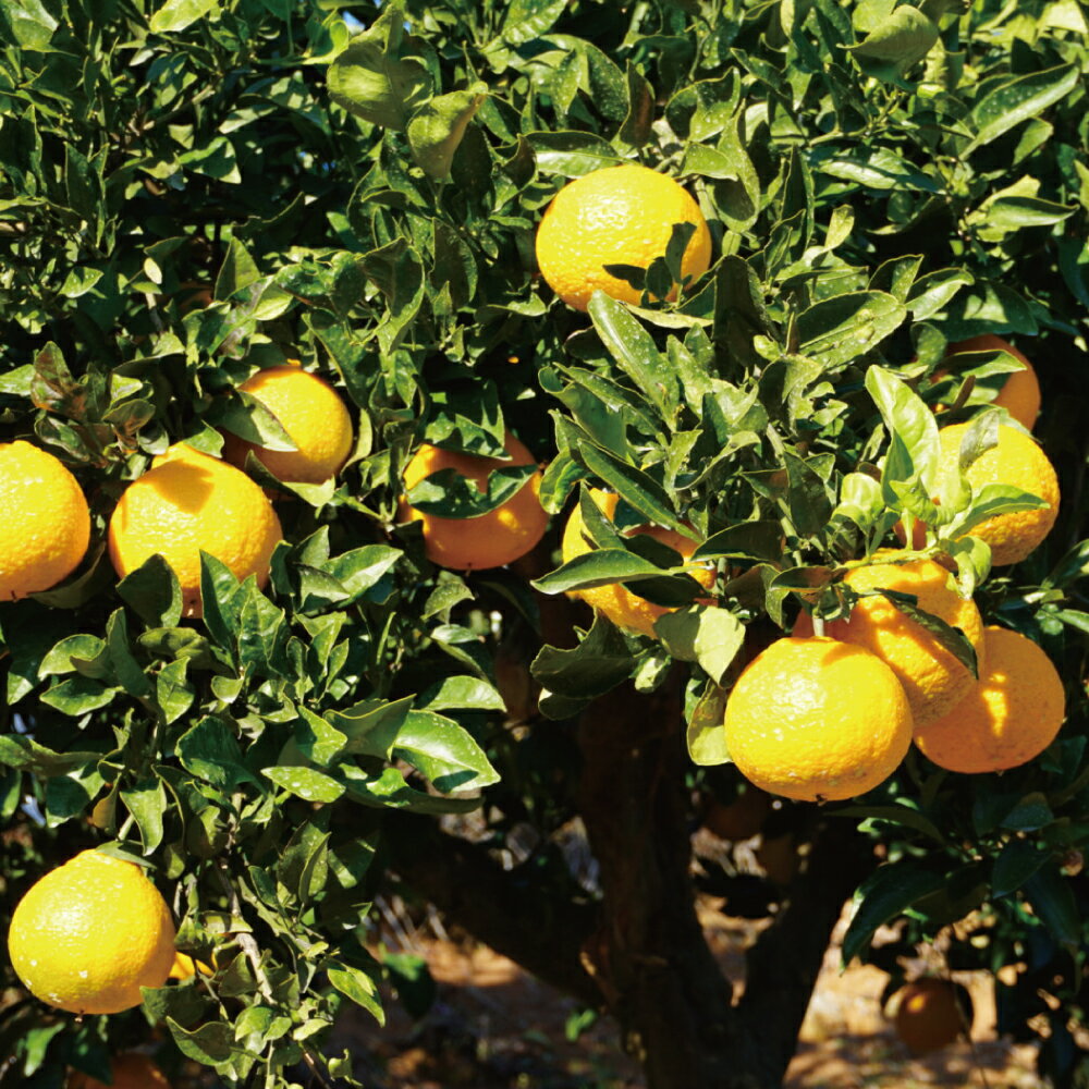 熊本県宇城市の画像3