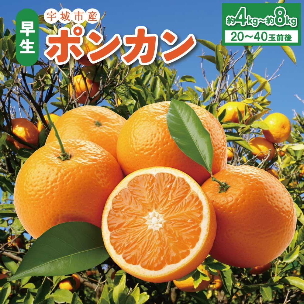 令和8年熊本地震復興支援 先行予約 宇城市産 早生 ポンカン 【選べる容量】約4kg（20個前後）約8kg (40玉前後)【2026年12月上旬〜12月下旬頃順次発送予定】ぽんかん フルーツ 果物 くだもの 熊本県産 九州産 国産 送料無料 ひでみかん