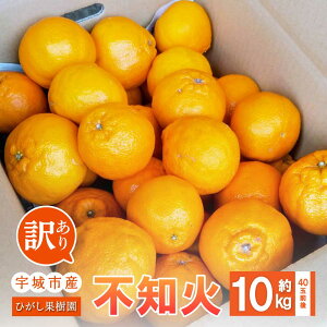 【ふるさと納税】 先行予約 訳あり 不知火 約10kg (40玉前後) 【2026年3月上旬〜4月下旬発送予定】しらぬい 柑橘類 みかん ミカン 蜜柑 果物 フルーツ 宇城市産 熊本県産 九州産 ひがし果樹園