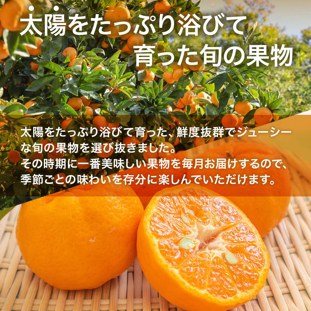 【ふるさと納税】【先行予約】 果物 6か月定期便 合計6回 (いちご 約1kg ぽんかん 約4.5kg デコポン 約2kg ジューシーオレンジ 約4.5kg クインシーメロン 約2kg 肥後グリーン 約1.3kg) 【2026年1月上旬から順次発送予定】定期 頒布 フルーツ くだもの 苺 メロン