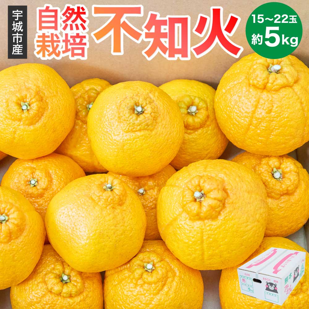 先行予約 不知火 約5kg(15〜22玉) [2026年3月上旬~2026年4月上旬頃発送予定] 自然栽培 農薬不使用 みかん 蜜柑 柑橘 国産 九州 熊本県 宇城市 しらぬい 株式会社la Nui.