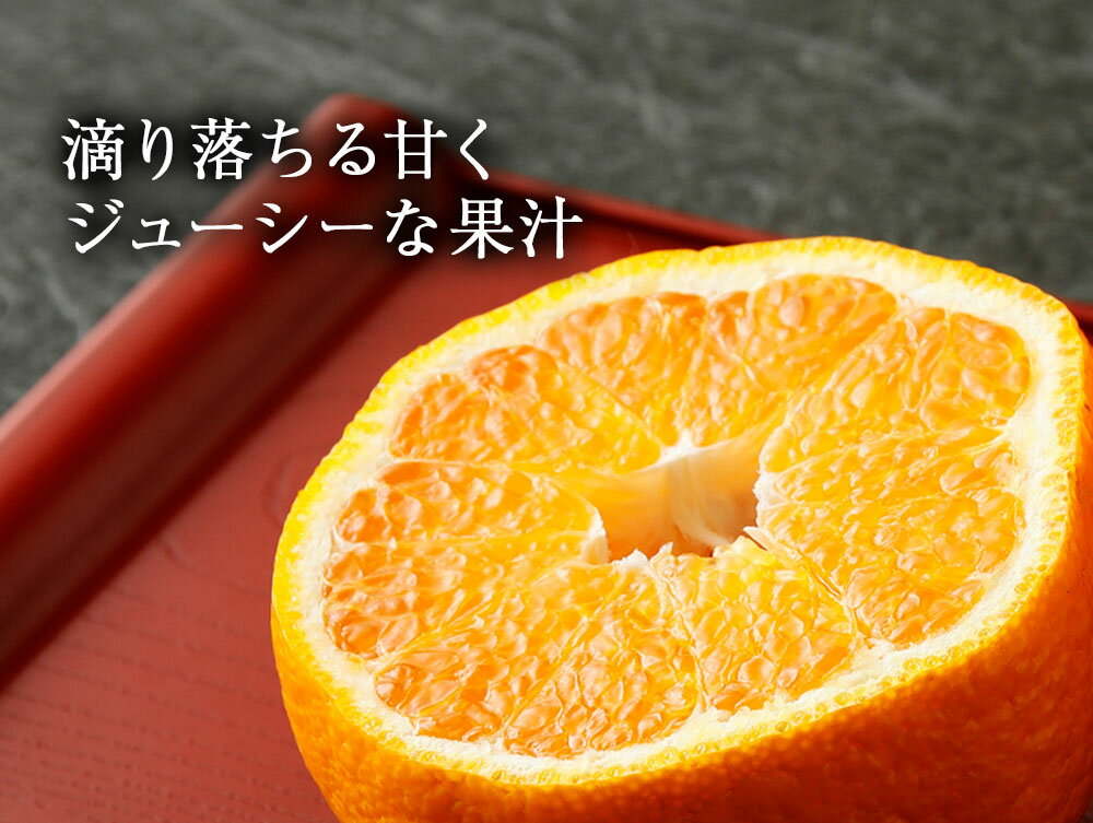 【ふるさと納税】恋する不知火 ご家庭用 約10kg 御舩果樹園 熊本県産 ご家庭用 みかん フルーツ 柑橘 デコポンと同品種 訳あり 送料無料