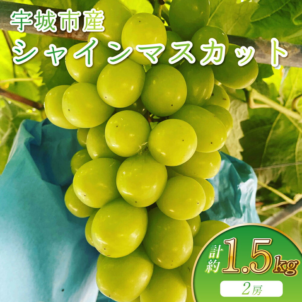[先行予約]シャインマスカット 約1.5kg 2房 みのだ観光農園 宇城市産 マスカット ぶどう 葡萄 果物 フルーツ 旬 冷蔵 送料無料 熊本県 宇城市 [2026年9月上旬〜9月中旬発送予定]