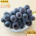 【ふるさと納税】 巨峰 【選べる容量】約2kg~4kg 5~10房 みのだ観光農園 きょほう 葡萄 ぶどう 熊本県 送料無料 【8月上旬~8月下旬発送予定】