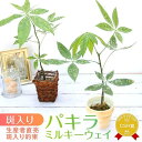 【ふるさと納税】 パキラ ミルキーウェイ 実生苗 斑入り 2.5号 ポット 栽培苗 観葉植物 希少品種 風水 縁起 白斑 種類 育てやすい 初心者 人気 室内 ...