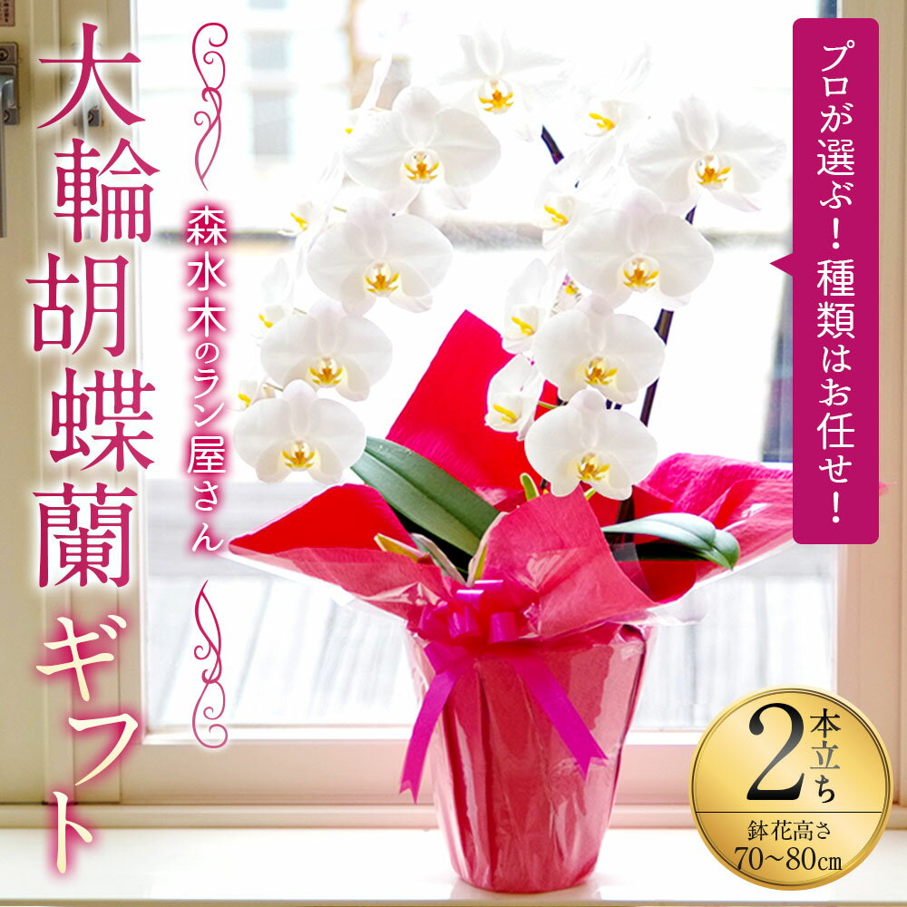 【ふるさと納税】大輪胡蝶蘭 2本立ちギフト 鉢花 （高さ70〜80cm/幅約40cm） 森水木のラン屋さん プロが選んでお届け 大輪 胡蝶蘭 フラワーギフト お祝い 誕生日 鉢植え 花 贈り物 ギフト 蘭 九州 熊本県 送料無料