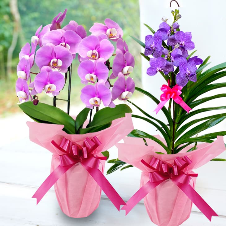 熊本県宇城市の画像2