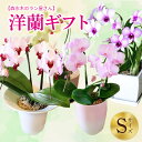 【ふるさと納税】 洋蘭 ギフトS 鉢花 (高さ30〜40cm) 森水木のラン屋さん