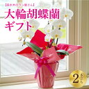 【ふるさと納税】 大輪 胡蝶蘭 2本立ちギフト 鉢花 (高さ70〜80cm/幅約40cm) 森水木のラン屋さん